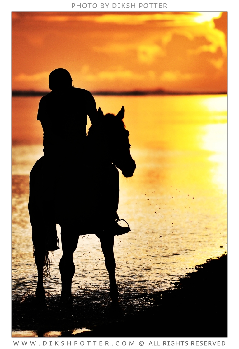 The Sunset with a horse in Mauritius